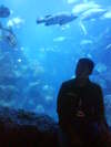 Big Aquarium